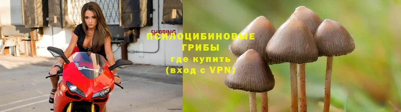 darknet какой сайт  Костомукша  Галлюциногенные грибы Psilocybe  мега ссылка 